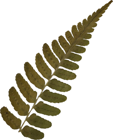 Dried and Pressed Leaves